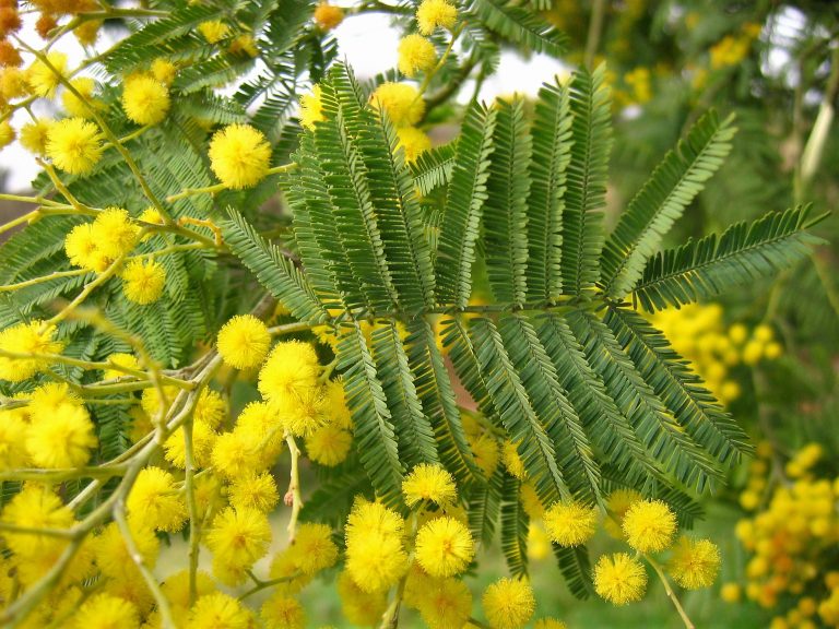 Hoja bipinnada y flores de mimosa