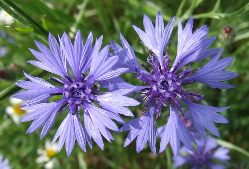 Flores azules de Centaurea cyanus
