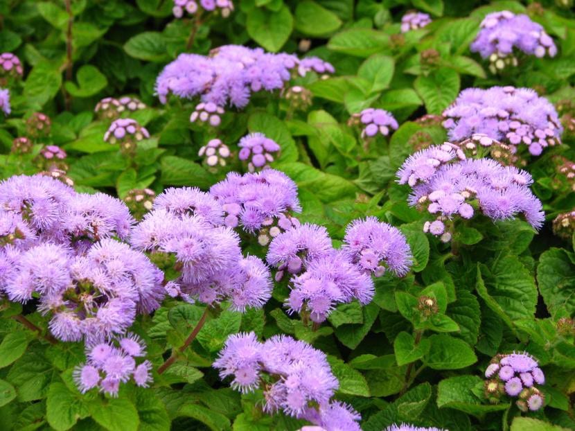 Mata de Ageratum houstonianum en flor con sus capítulos azul lavanda