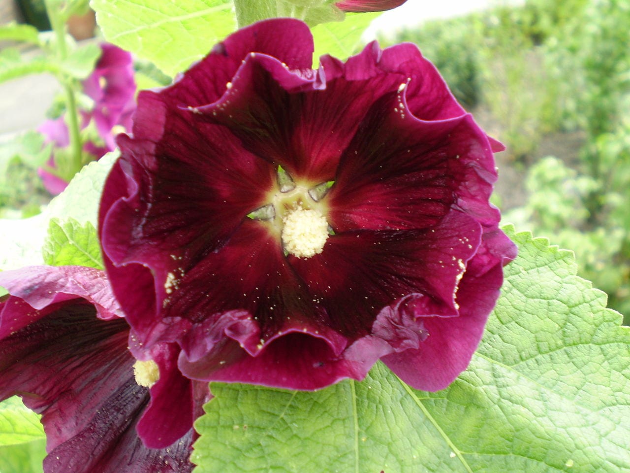 Malva real (Alcea rosea): cultivo, roya y siembra