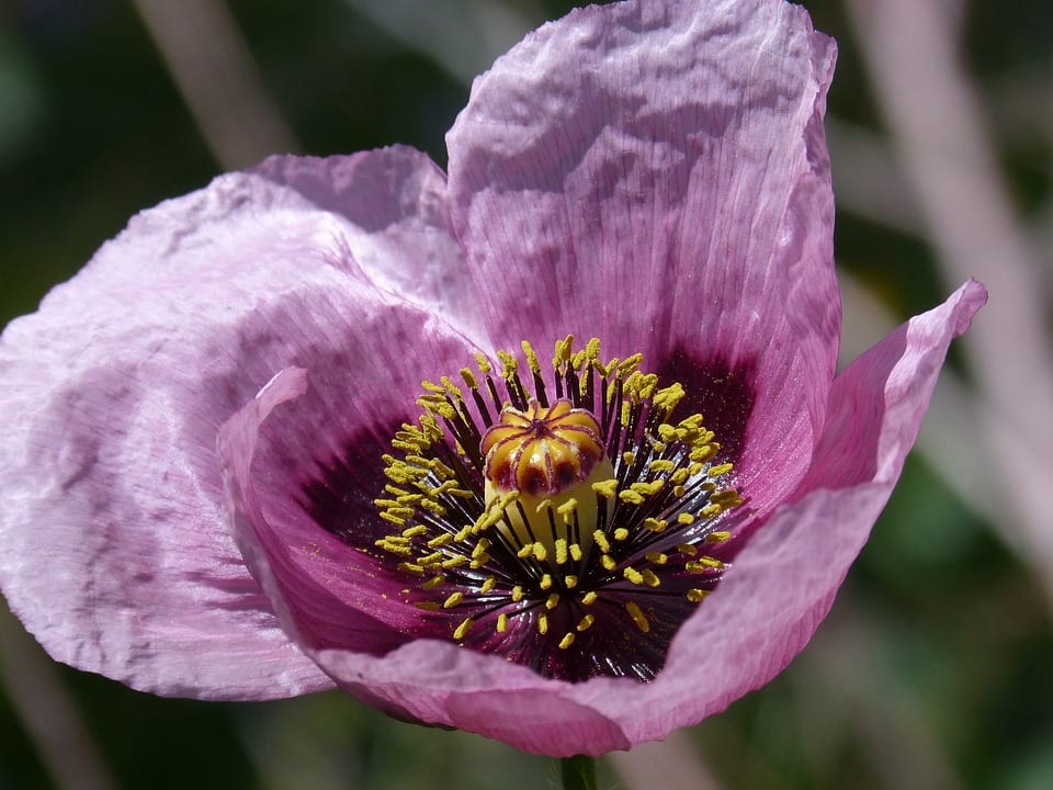Amapola real (Papaver somniferum): guía de cultivo