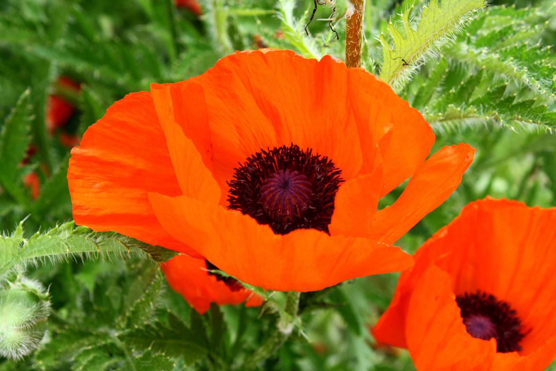 Amapolas: especies, siembra y cuidados en el jardín
