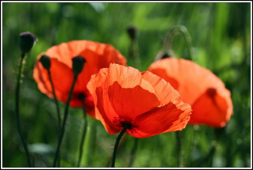 Grupo de amapolas rojas floreciendo en un campo
