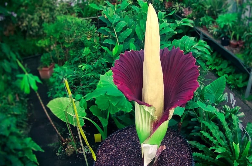 Cormo y cultivo en maceta de Amorphophallus titanum