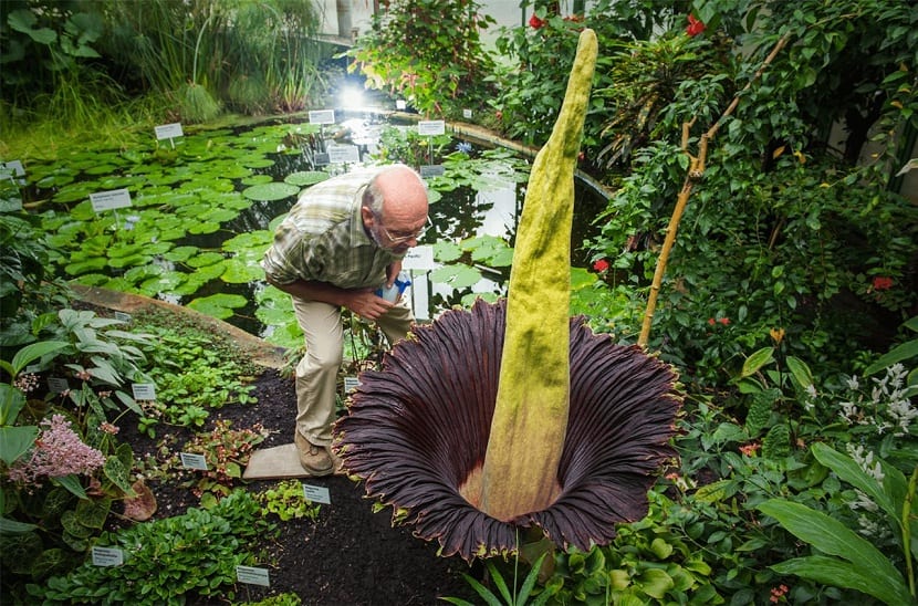 Inflorescencia abierta de Amorphophallus titanum