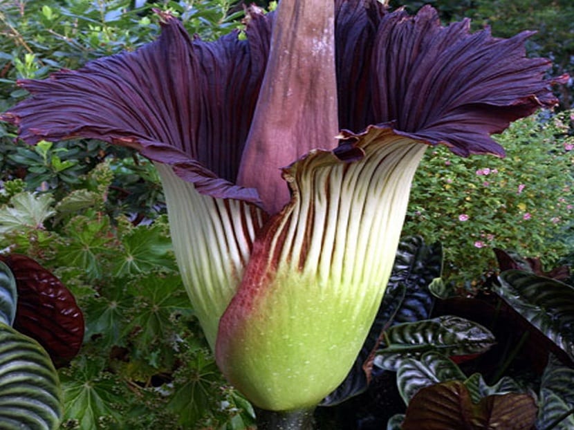Amorphophallus titanum: la flor cadáver y su cultivo