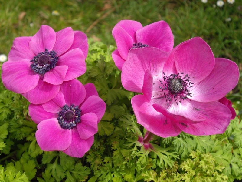 Anemone coronaria: guía de plantación y cuidados