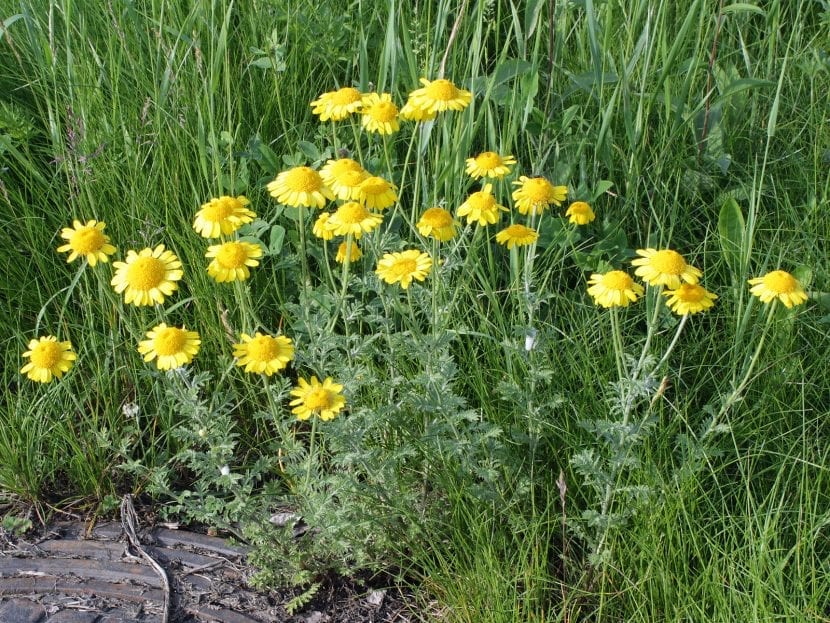 Mata de Anthemis tinctoria en plena floración amarilla