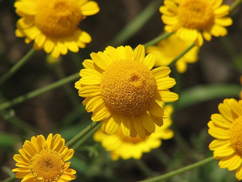 Anthemis tinctoria: cultivo, poda y multiplicación