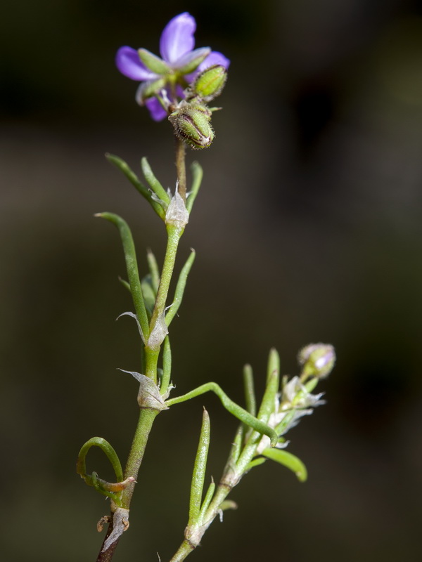 Tallo de Spergularia rubra con hojas lineares