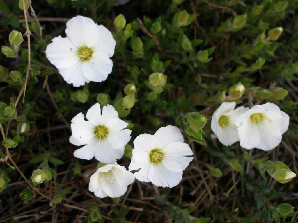 Arenaria en plena floración formando una alfombra blanca