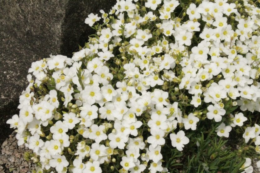 Arenaria montana, la especie más cultivada en jardinería