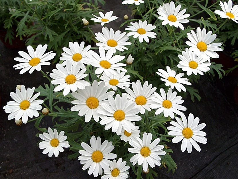 Mata de Argyranthemum frutescens en flor