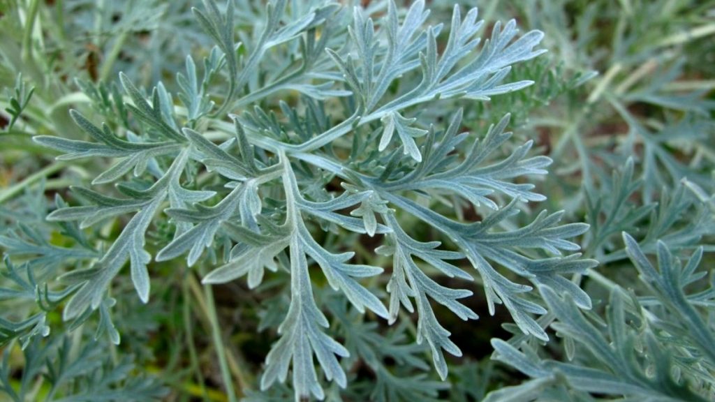 Mata de Artemisia absinthium con follaje plateado
