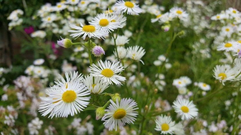 Aster blanco florecido en el jardín