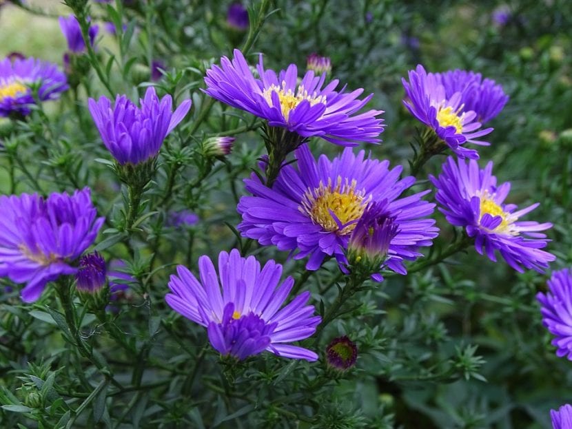Mata de aster en flor con capítulos violeta y disco central amarillo