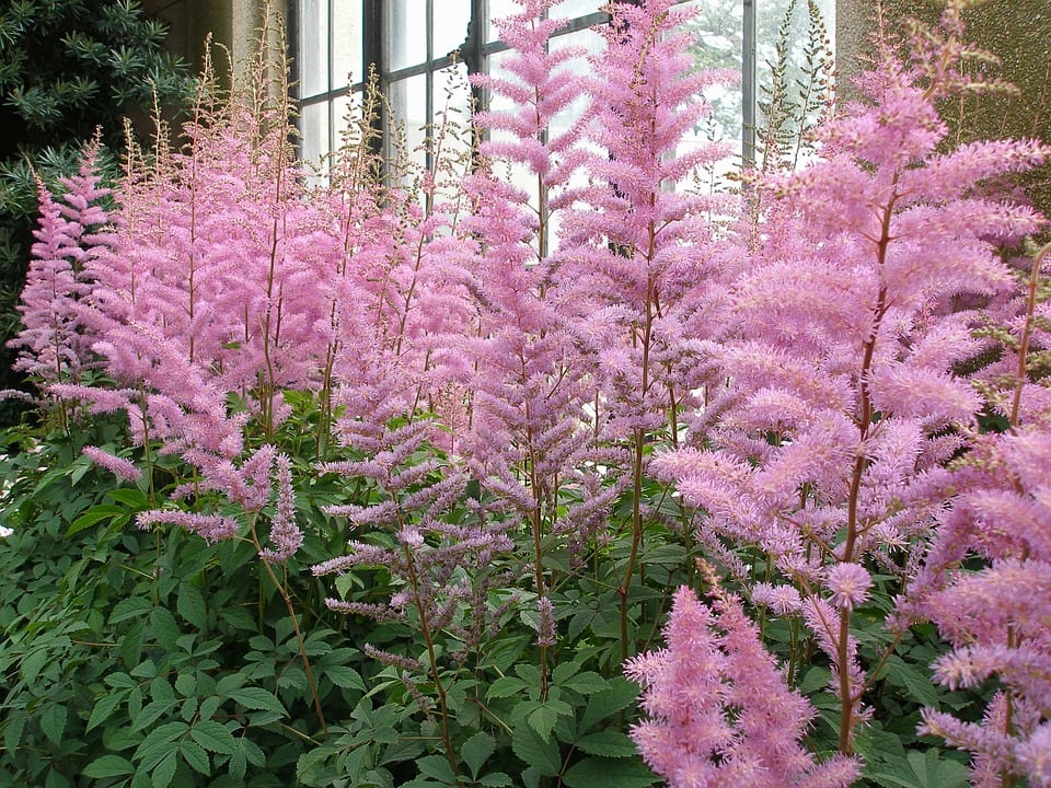 Astilbe: sombra, humedad y las claves para que florezca