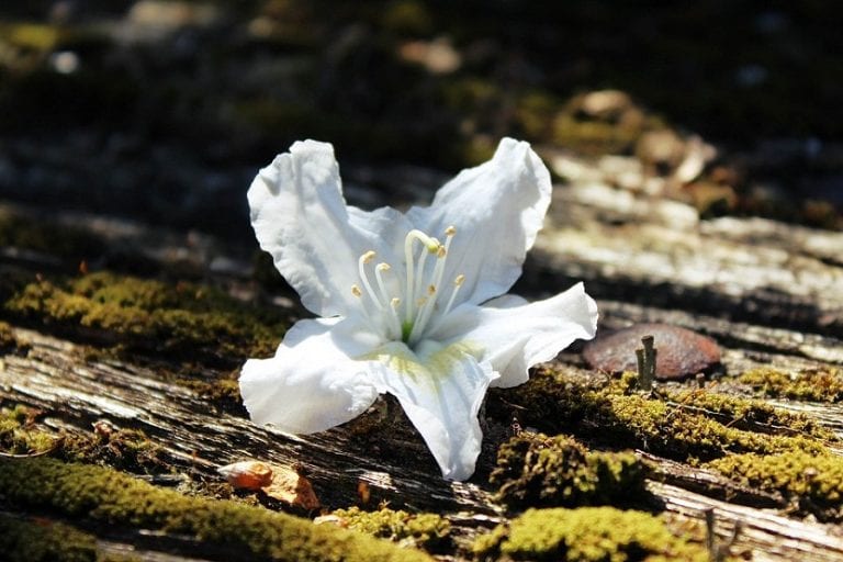 Azalea blanca en flor bajo luz filtrada