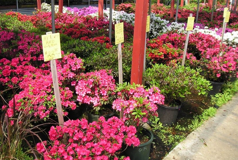 Arbusto de azalea cubierto de flores en primavera