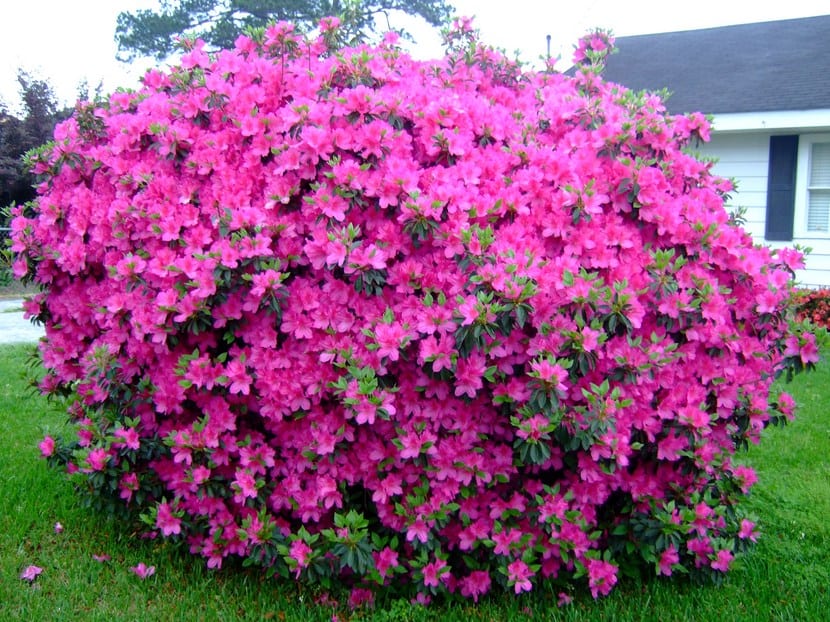 Azaleas en flor con distintos tonos de rosa