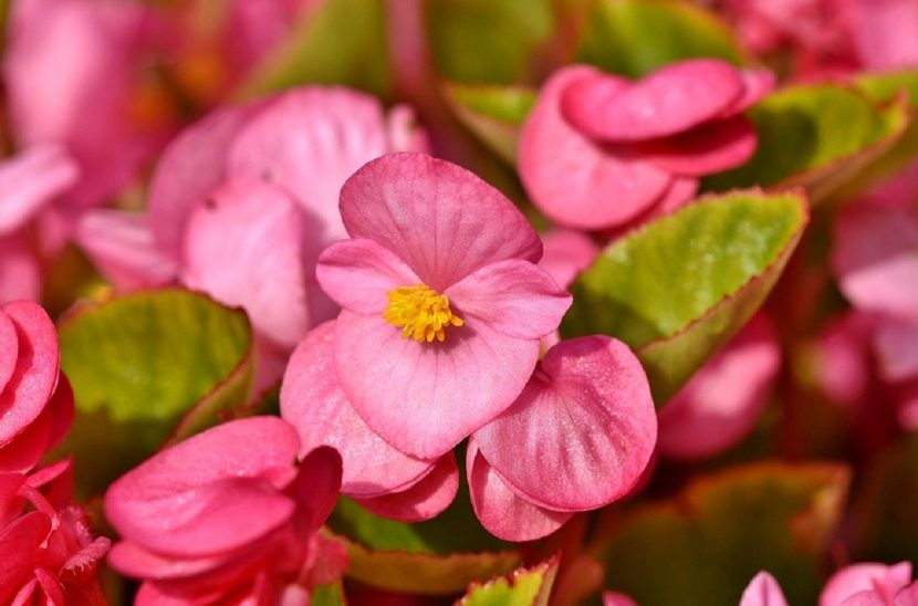 Begonia corallina con racimos de flores de color rosado colgando entre las hojas