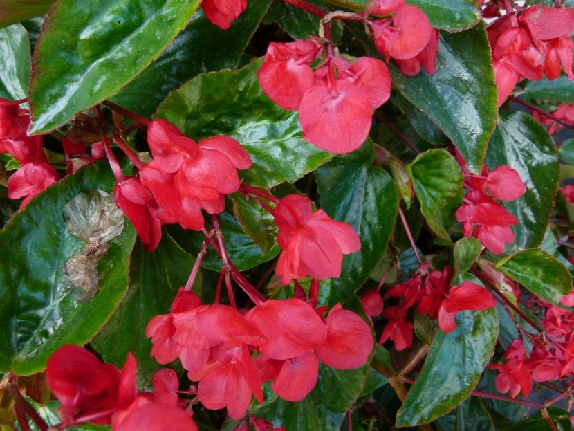 Begonia Dragon Wing con sus hojas brillantes en forma de ala