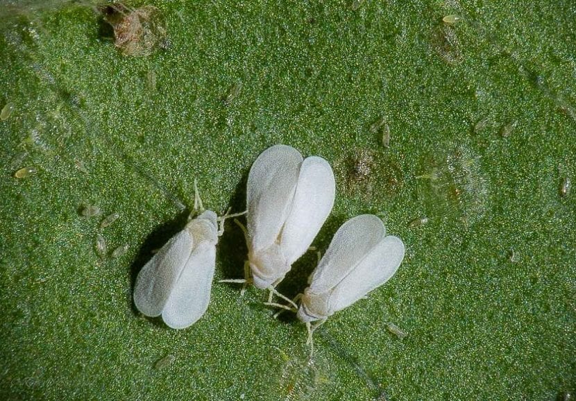 Mosca blanca en el envés de una hoja