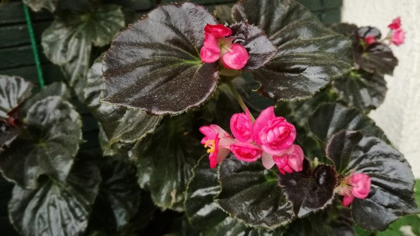 Mata de Begonia semperflorens en plena floración