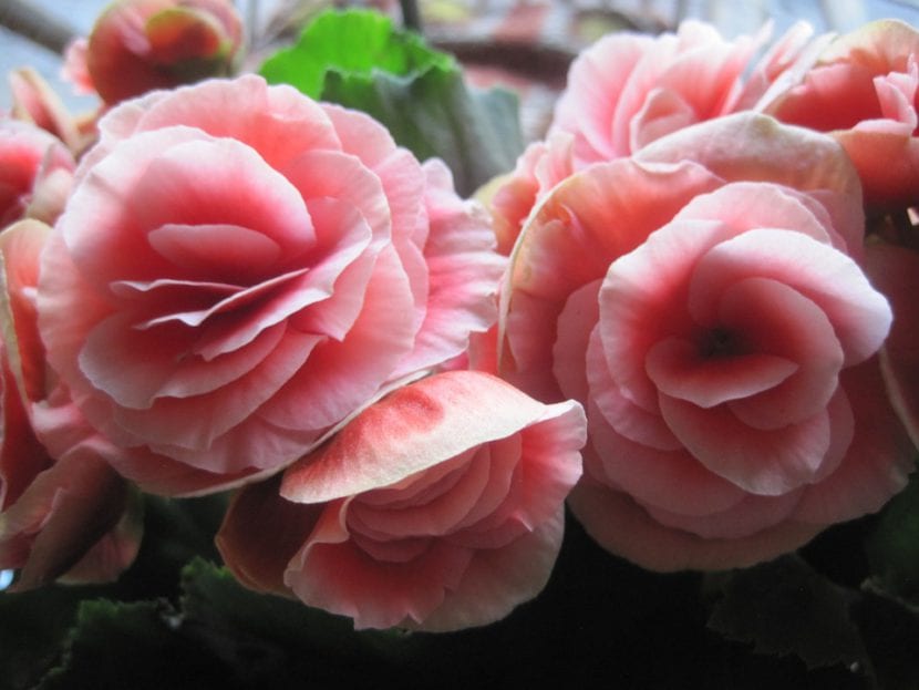 Begonia en flor cultivada en maceta