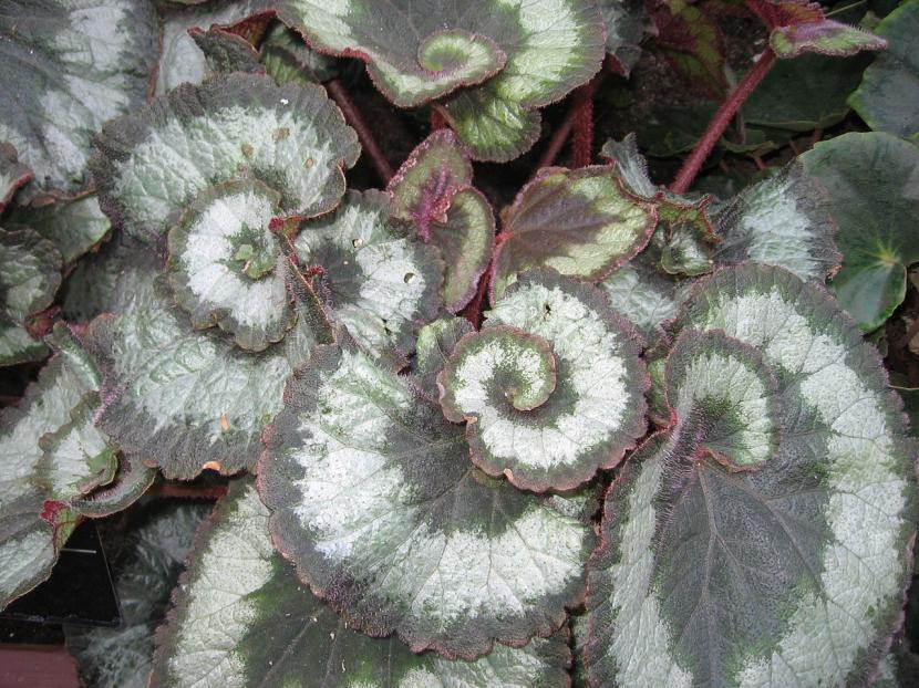 Begonia rex Escargot con la hoja enrollada en espiral
