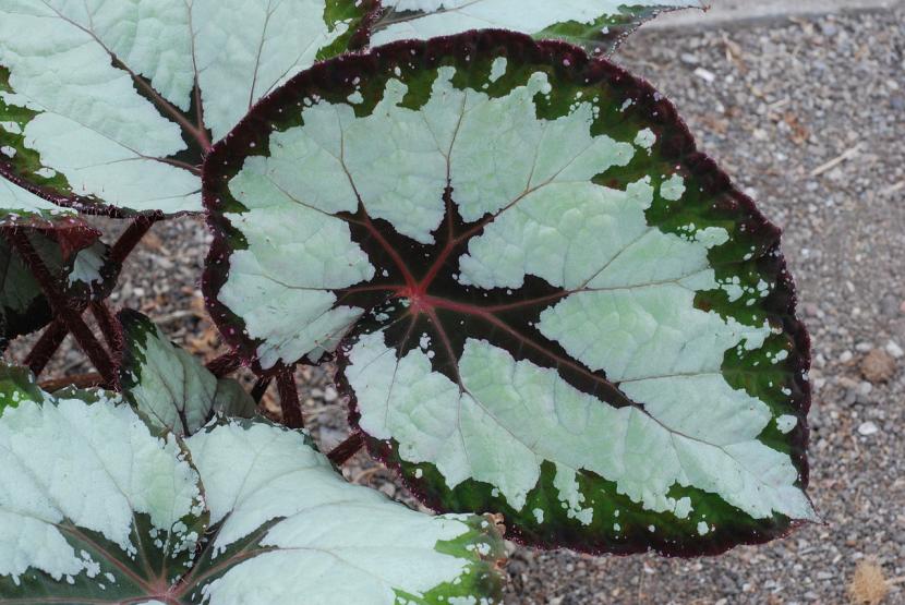 Begonia rex de hojas jaspeadas