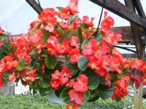 Begonias en flor cultivadas a media sombra