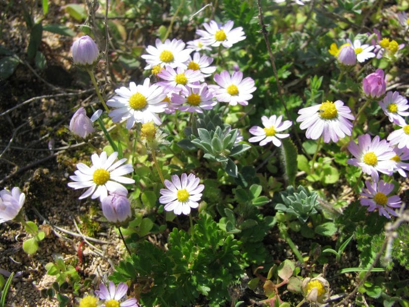 Bellis annua, la margarita anual de porte diminuto