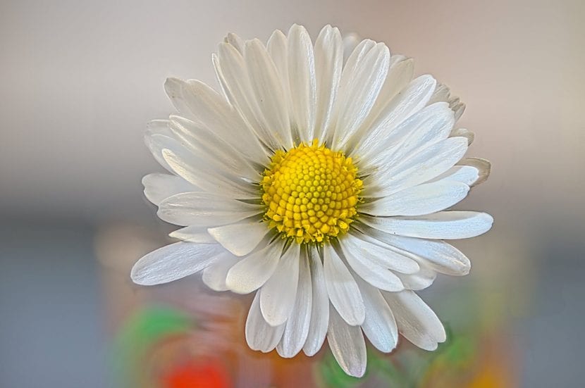 Flores de Bellis perennis con lígulas blancas y disco amarillo