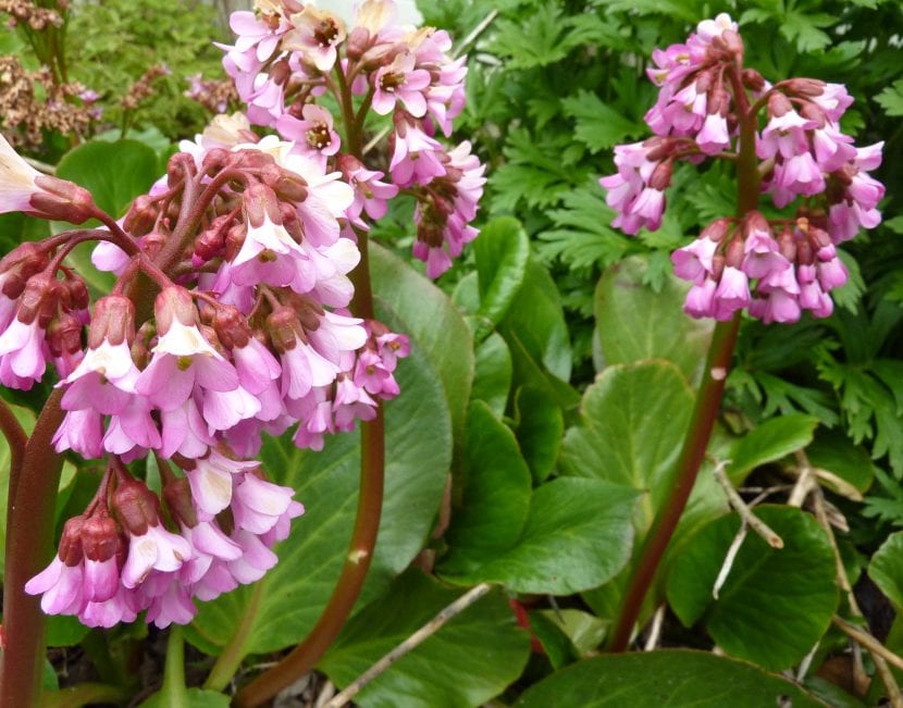 Bergenia del cultivar Oeschberg con follaje coloreado