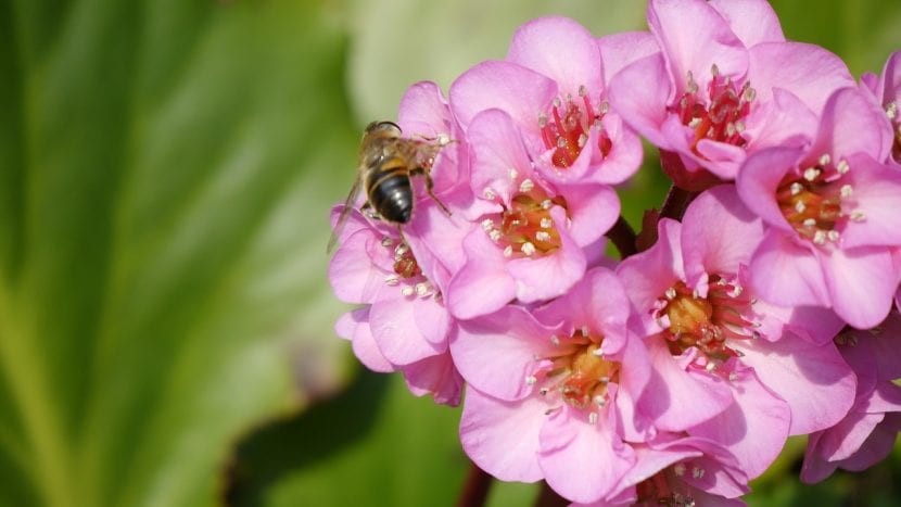Mata de Bergenia cordifolia en flor