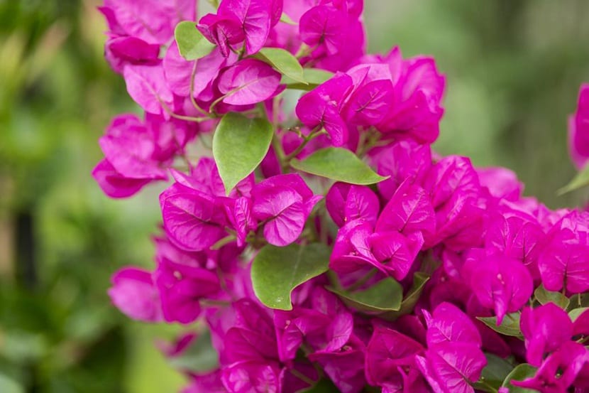 Buganvilla Bougainvillea glabra en flor