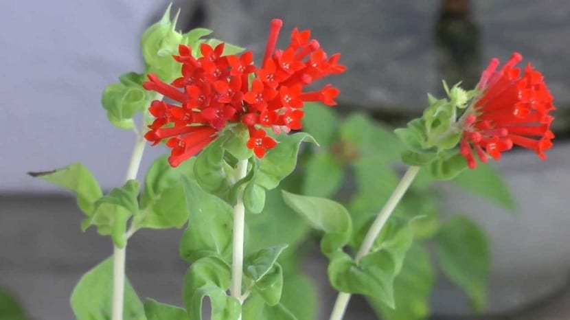 Flores tubulares rojas de Bouvardia ternifolia
