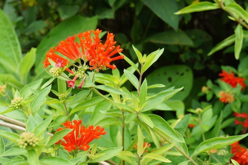 Mata de bouvardia cultivada en el jardín