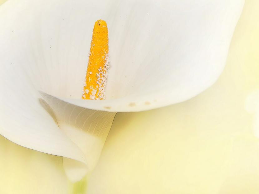 Cala blanca en flor en el jardín