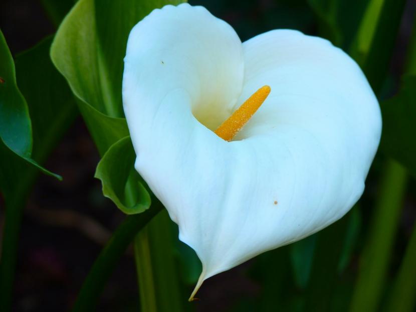 Detalle de la espata y el espádice de la cala blanca