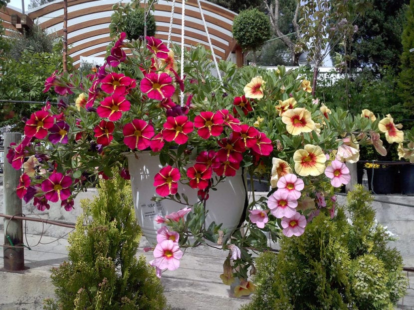 Calibrachoa cultivada en maceta colgante