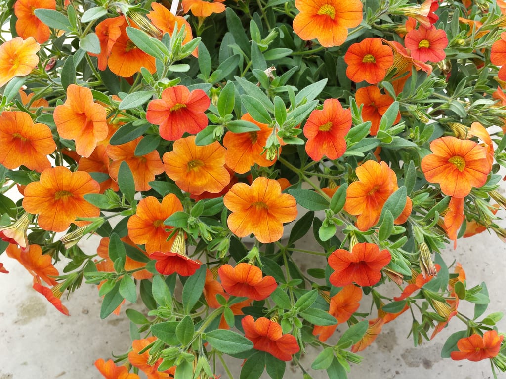 Calibrachoa: cuidados, riego, abonado y poda de verano