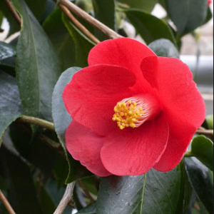 Camelia de flor simple, con los estambres a la vista