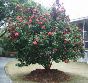 Camelia adulta en flor con las flores caídas enteras a sus pies