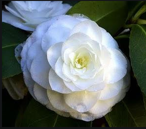 Camelia blanca de flor doble formal