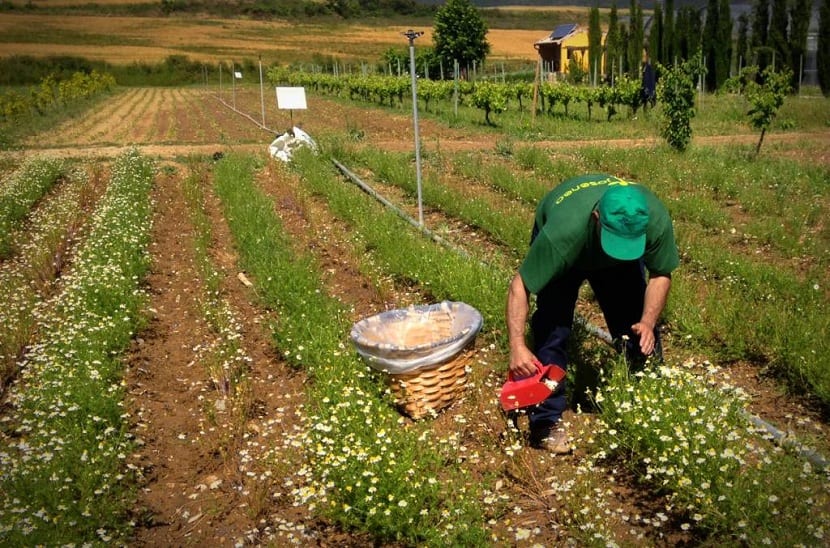 Cultivo de la manzanilla en el jardín
