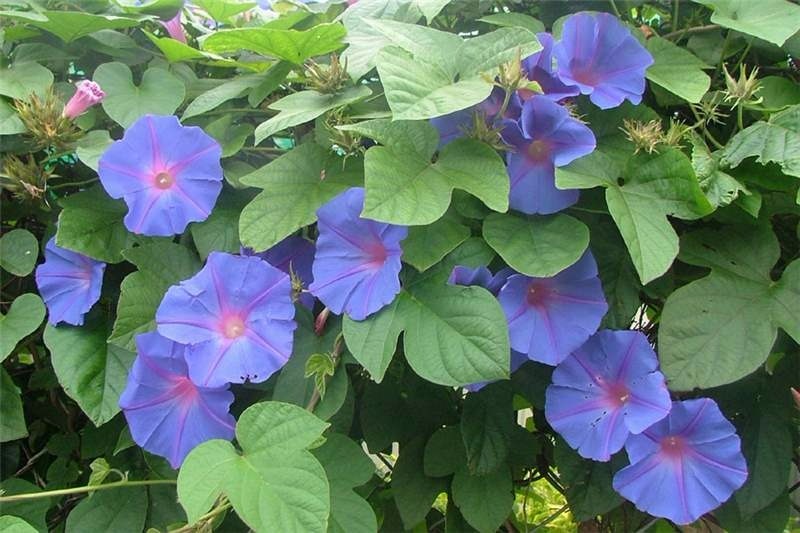 Campanilla azul trepadora en flor