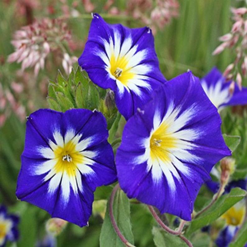 Convolvulus tricolor con el centro blanco y amarillo
