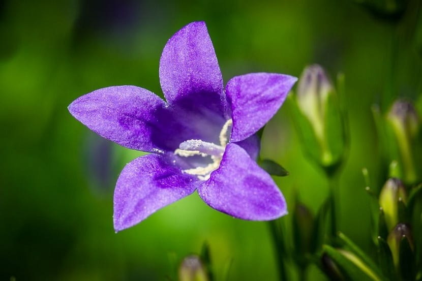 Campanula carpatica: cultivo, poda y multiplicación